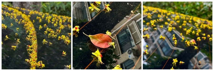 记录生活 || 落花无意