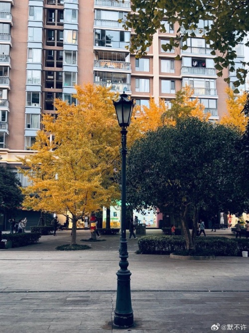 记录生活 || 上海黄金城道看银杏